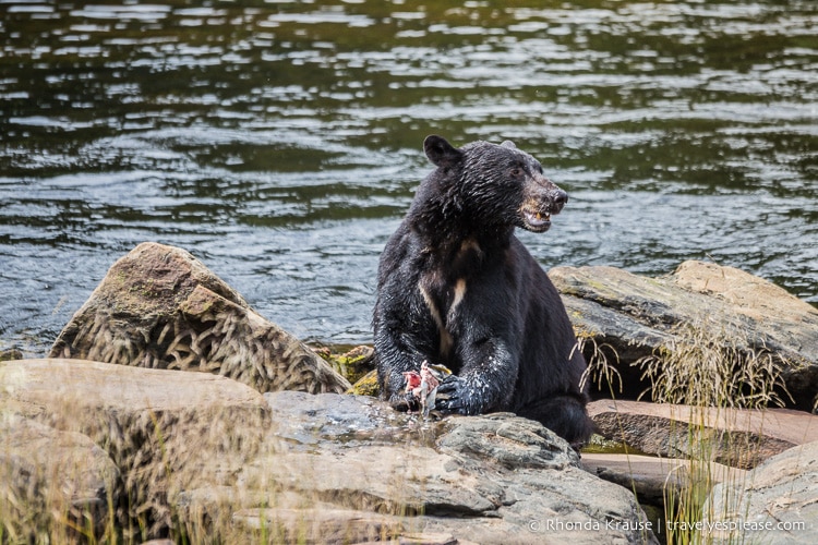 travelyesplease.com | Neets Bay Bear Viewing
