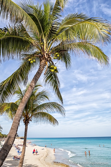 Palm tree on a beach in Varadero.