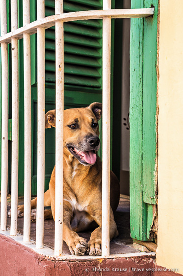 Dog sitting on a terrace.
