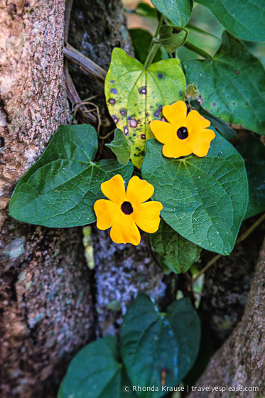 Yellow flowers and green leaves.