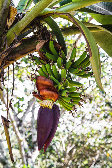 Fruit on a tree.
