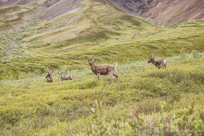 travelyesplease.com | Denali National Park- A Living Masterpiece