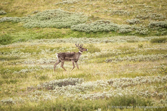 travelyesplease.com | Denali National Park- A Living Masterpiece