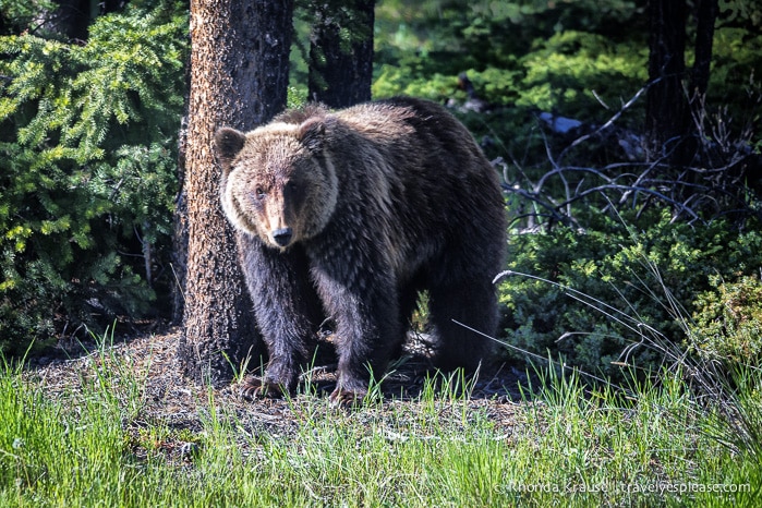 travelyesplease.com | Wildlife in Jasper National Park- Photos and Tips for Viewing Jasper Wildlife
