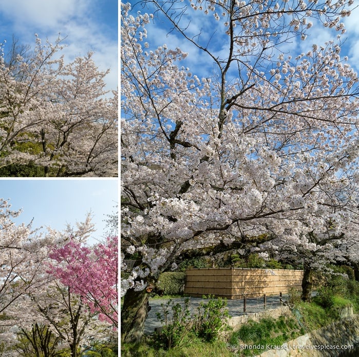 travelyesplease.com | The Path of Philosophy- Kyoto's Prettiest Cherry Blossom Walk