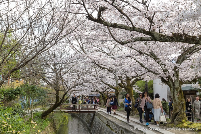 travelyesplease.com | The Path of Philosophy- Kyoto's Prettiest Cherry Blossom Walk