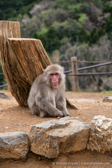 travelyesplease.com | Visiting Iwatayama Monkey Park in Kyoto