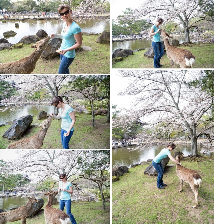 travelyesplease.com | Feeding Deer in Nara Park