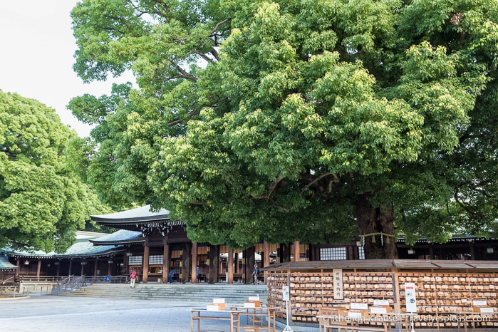 travelyesplease.com | Visiting Meiji Shrine- Tokyo's Most Important Shinto Shrine