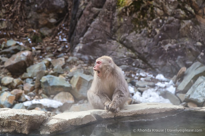 travelyesplease.com | Jigokudani Monkey Park- Trip from Nagano to see Wild Snow Monkeys