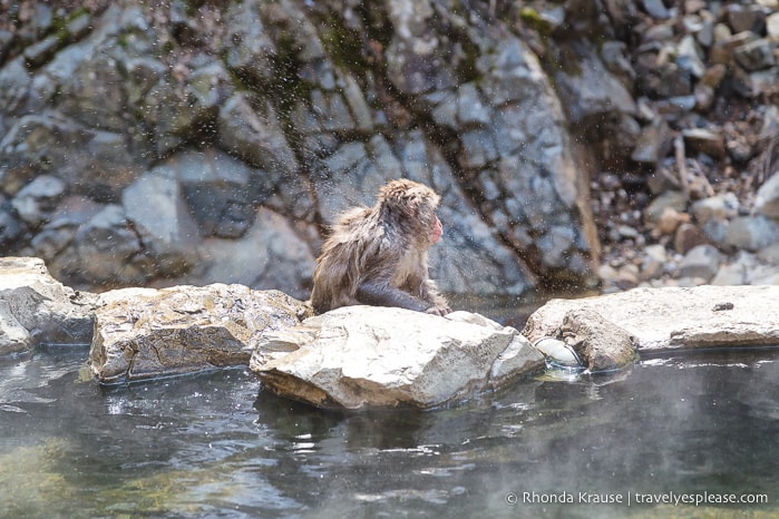 travelyesplease.com | Jigokudani Monkey Park- Trip from Nagano to see Wild Snow Monkeys