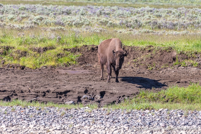 travelyesplease.com | 5 Day Tour of Yellowstone and Grand Teton National Parks