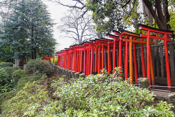 travelyesplease.com | Visiting Nezu Shrine- One of Tokyo's Oldest Shrines