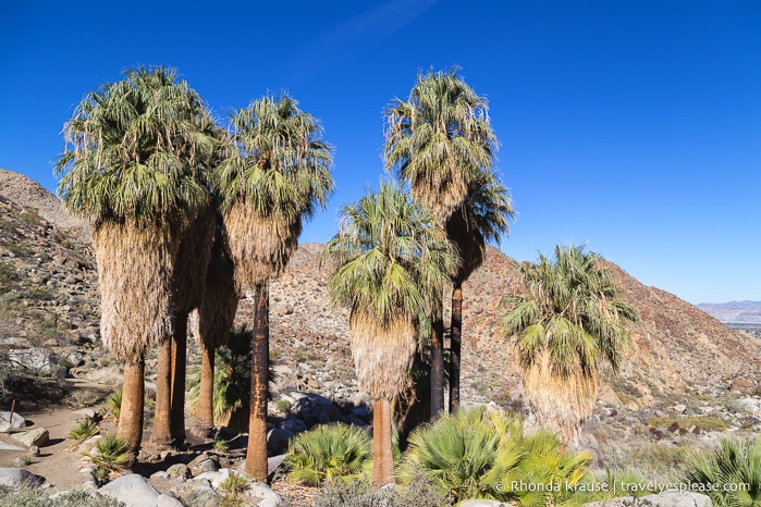 travelyesplease.com | How to Spend One Day in Joshua Tree National Park- Things to Do