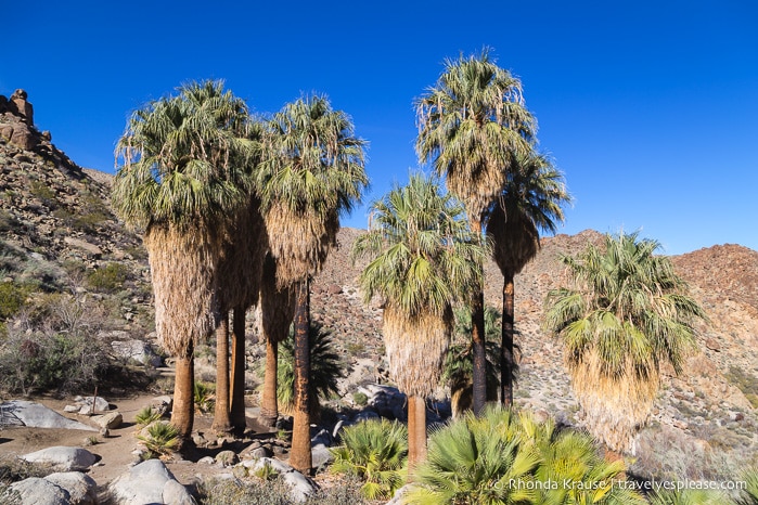 https://www.meowspace.lol/travel-blog-palm-springs-day-trips/