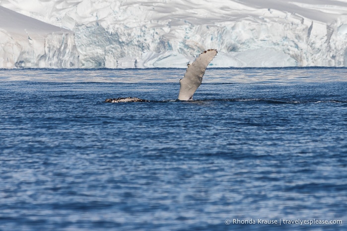 Humpback showing its pectoral fin during an Antarctica cruise