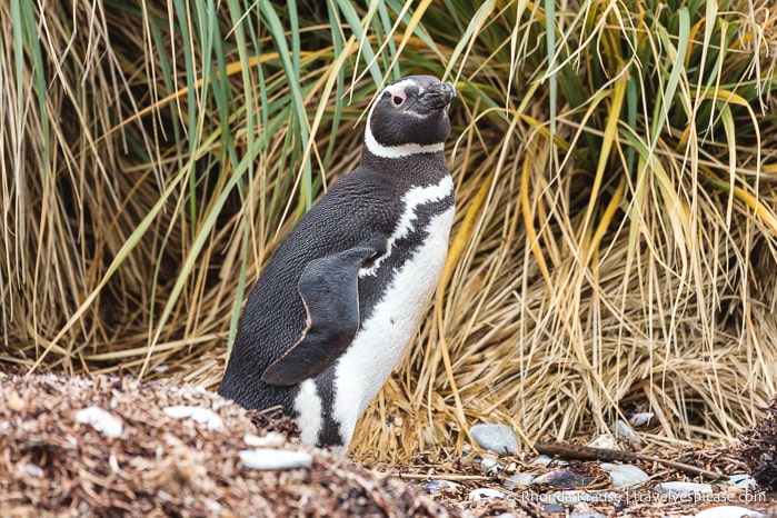 One Day in Stanley- Things to Do in the Capital of the Falkland Islands