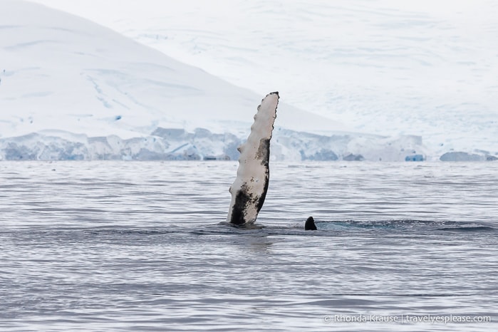 Pectoral fin of a humpback whale