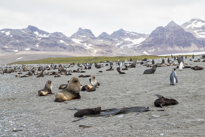 Seals and penguins on the beach at Salisbury Plain.
