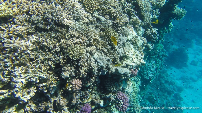Coral and small fish seen while snorkelling in the Red Sea.